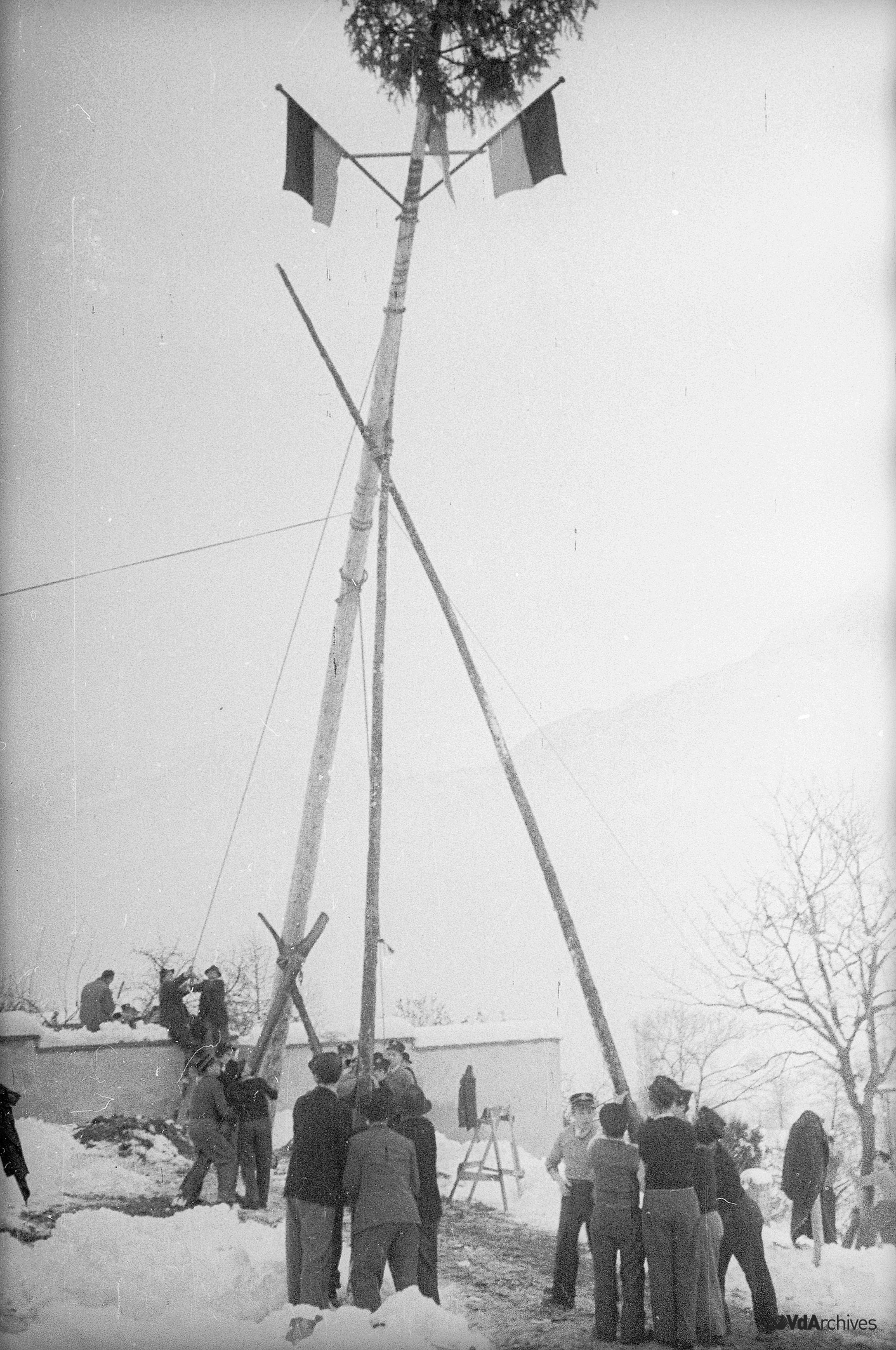 Arbre Syndic
