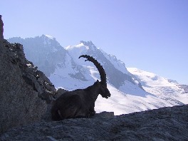 APPROVATO IL DISEGNO DI LEGGE SULLA NUOVA DISCIPLINA DELLA FONDAZIONE GRAN PARADISO  GRAND PARADIS