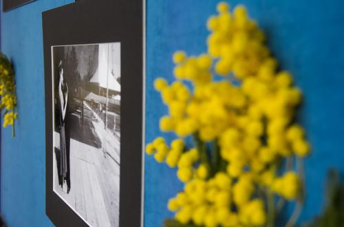 Dans le premier plan, la fleur qui symbolise la force des femmes: le mimosa